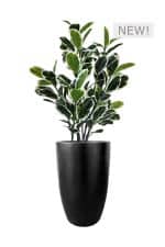 FAUX VARIEGATED WHITE FIG 140CM IN FIBRE LARGE BLACK PLANTER (FL85 - FIGFLB)