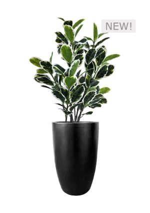 faux variegated white fig 140cm in fibre large black planter fl85 figflb