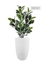 FAUX VARIEGATED WHITE FIG IN FIBRE LARGE WHITE PLANTER (OVERALL 170CMH) (FL85 - FIGFLW)