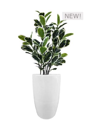 faux variegated white fig in fibre large white planter overall 170cmh fl85 figflw